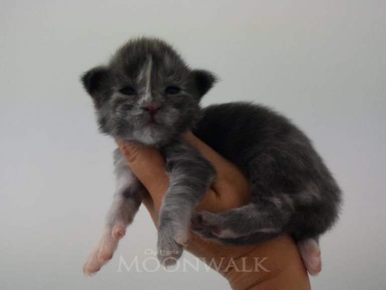 Rice Krispies-chatterie-moonwalk