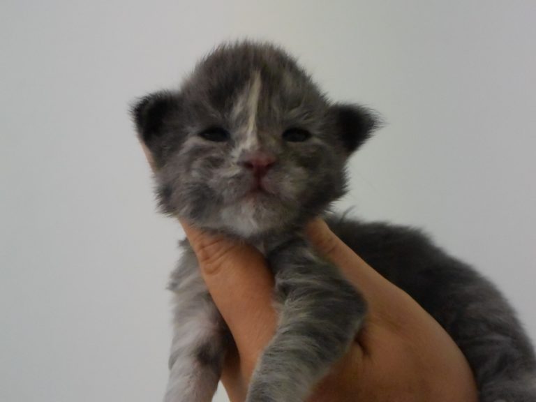 Rice Krispies-chatterie-moonwalk