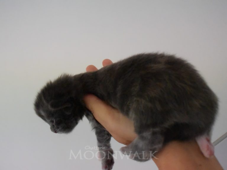 Rice Krispies-chatterie-moonwalk