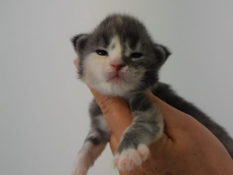 Rhéa-chatterie-moonwalk