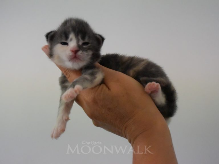 Rhéa-chatterie-moonwalk