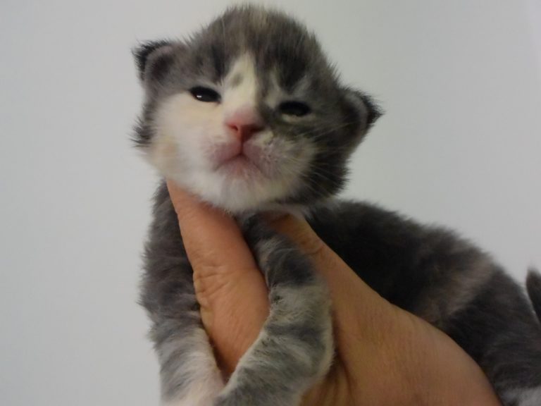 Rhéa-chatterie-moonwalk