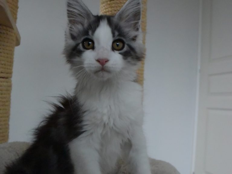 Rainbow-chatterie-moonwalk