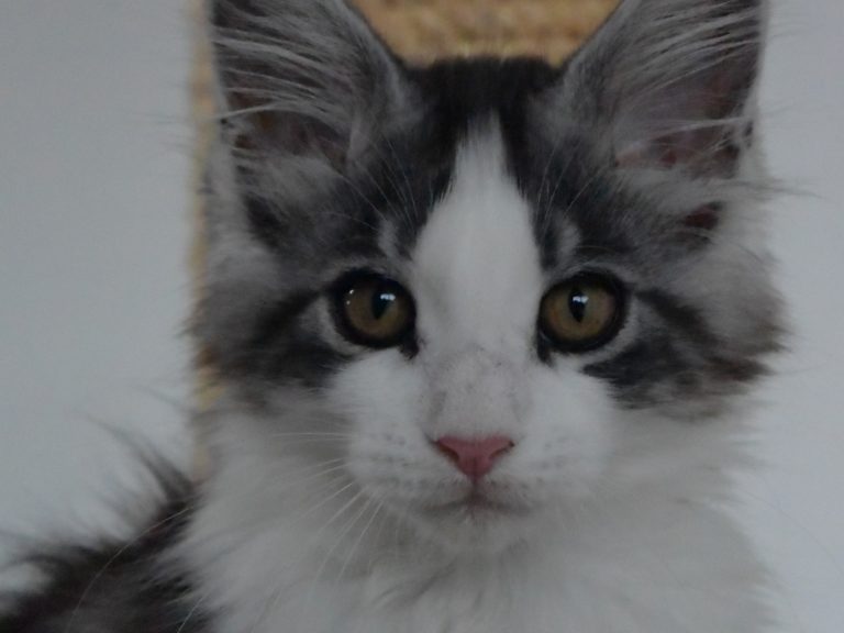 Rainbow-chatterie-moonwalk