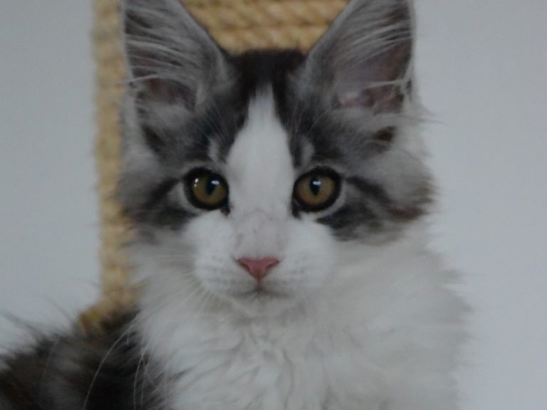 Rainbow-chatterie-moonwalk