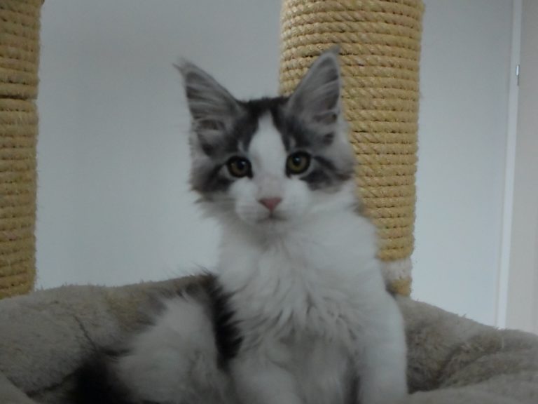 Rainbow-chatterie-moonwalk