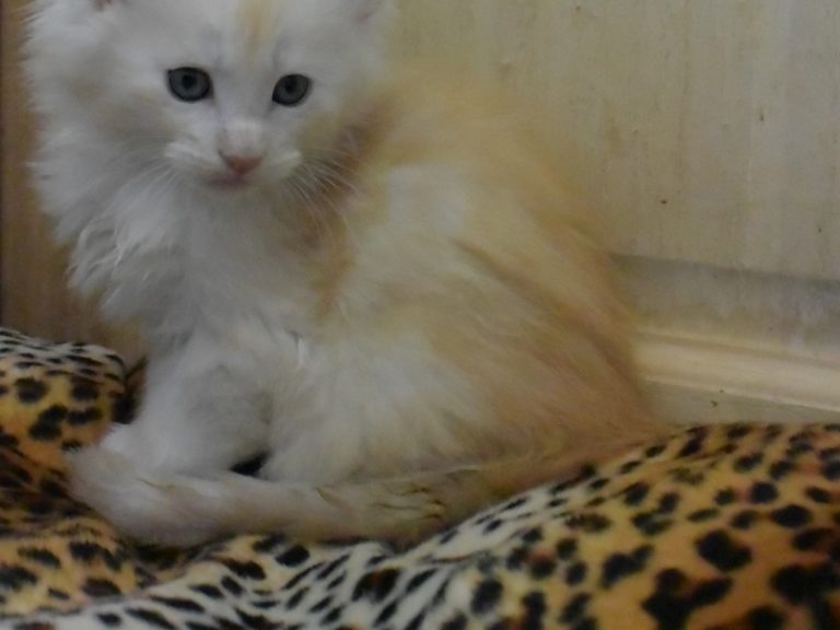 Ron weasley-chatterie-moonwalk