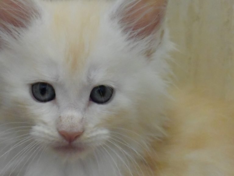 Ron weasley-chatterie-moonwalk