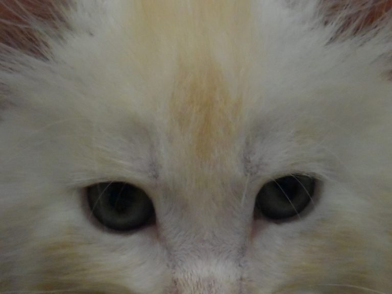 Ron weasley-chatterie-moonwalk