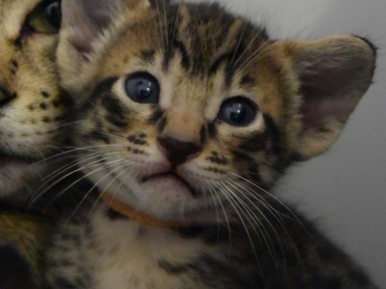 Reine Millenium Sapphire-chatteri