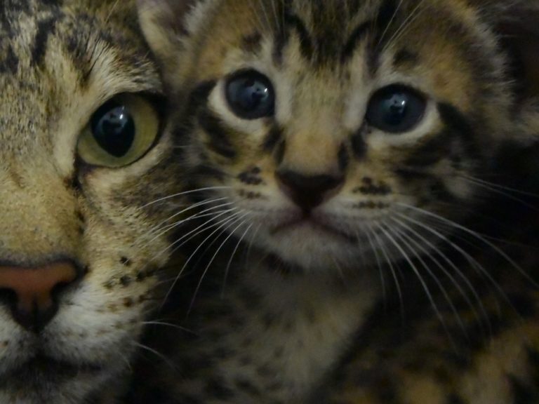 Reine Millenium Sapphire-chatterie-moonwalk