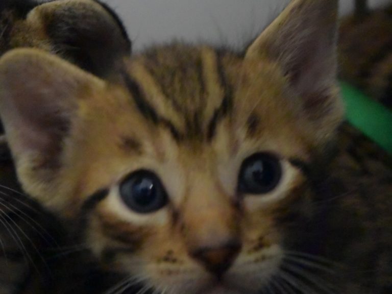 Rubis diamant-chatterie-moonwalk