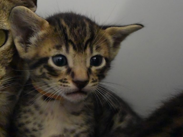 Reine Millenium Sapphire-chatterie-moonwalk