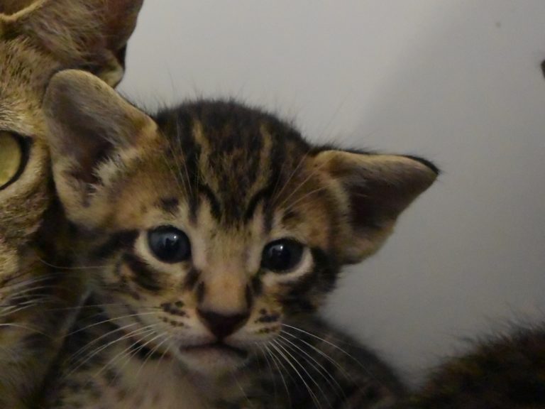 Reine Millenium Sapphire-chatterie-moonwalk