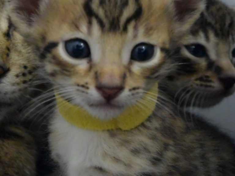 Reine duchesse de cambridge-chatterie-moonwalk