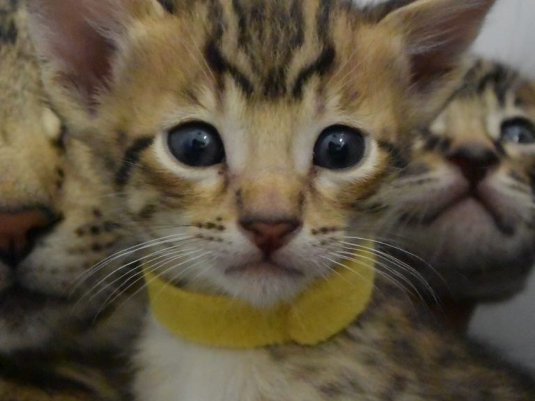 Reine duchesse de cambridge-chatterie-moonwalk