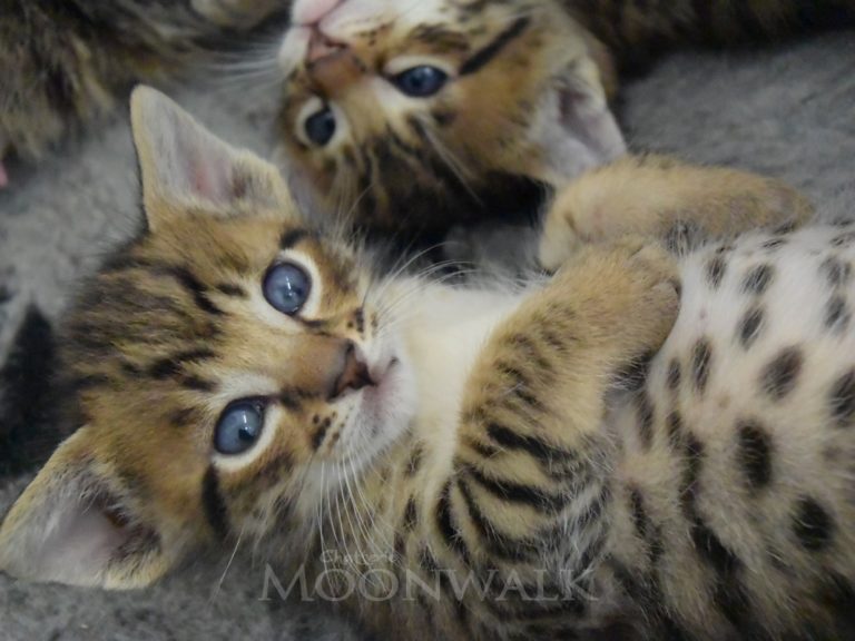 Rubis diamant-chatterie-moonwalk