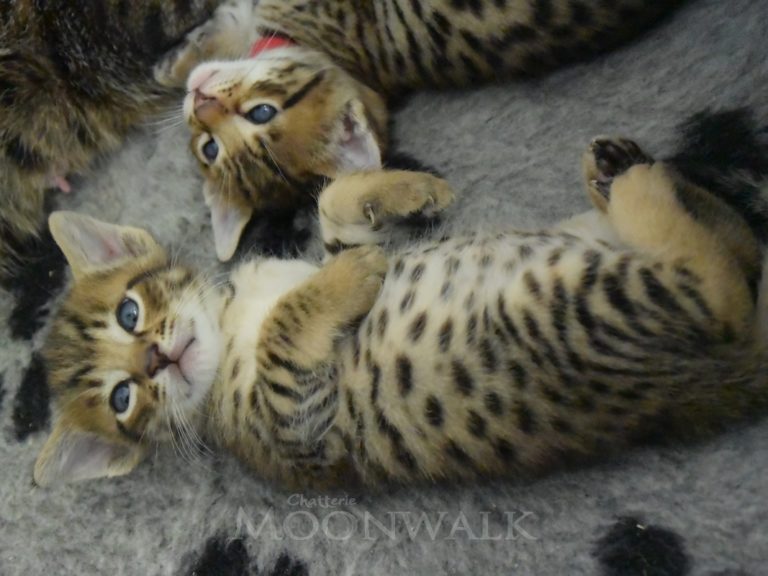 Rubis diamant-chatterie-moonwalk