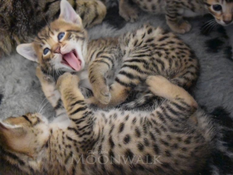 Rubis diamant-chatterie-moonwalk