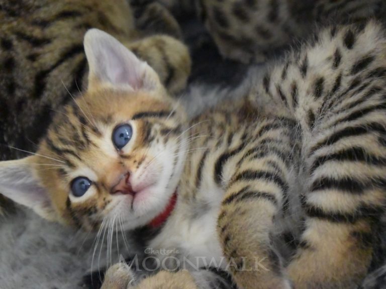 Rubis Rouge chatterie-moonwalk