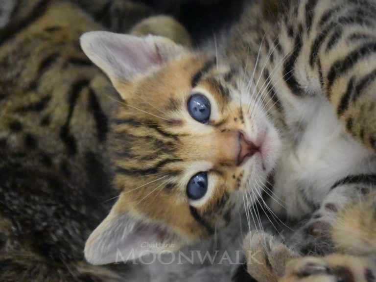 Rubis Rouge chatterie-moonwalk