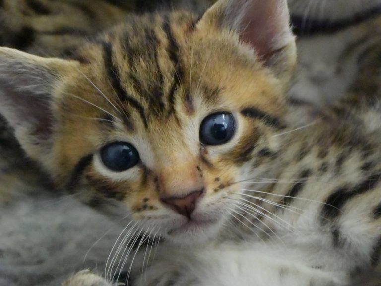 Rubis Rouge chatterie-moonwalk