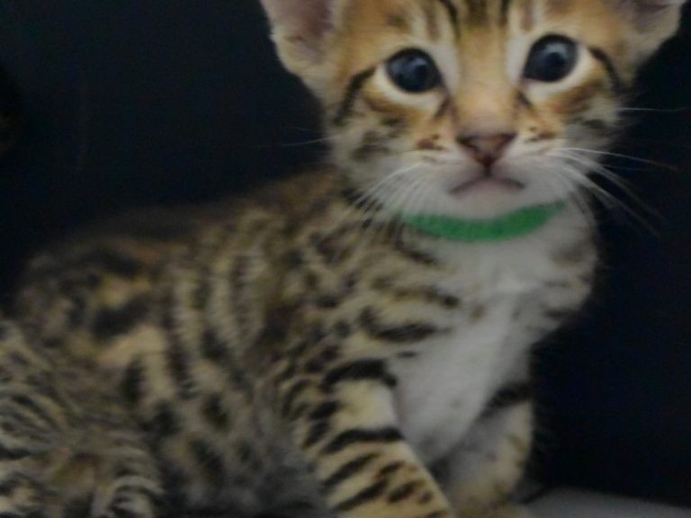 Radparadsha-chatterie-moonwalk