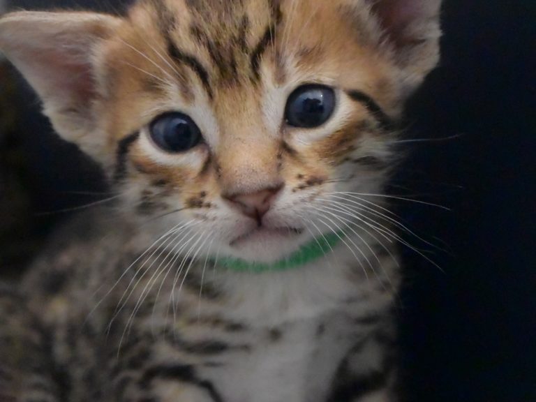 Radparadsha-chatterie-moonwalk