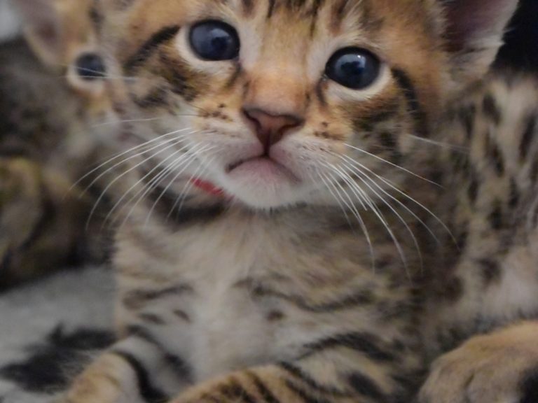 Rubis Rouge chatterie-moonwalk