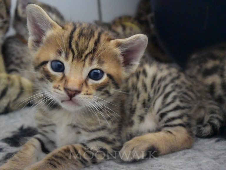 Rubis Rouge chatterie-moonwalk