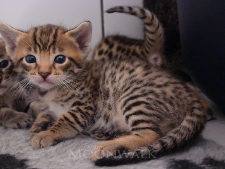 Rubis diamant-chatterie-moonwalk