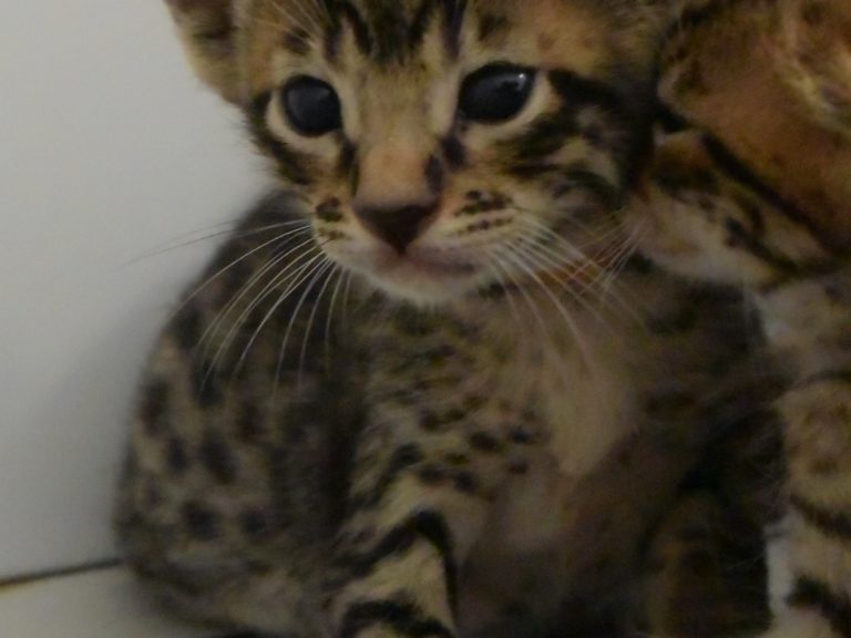 Reine Millenium Sapphire-chatterie-moonwalk