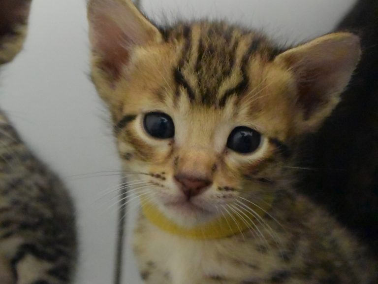 Reine duchesse de cambridge-chatterie-moonwalk