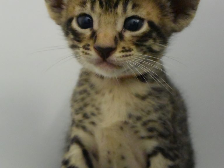 Reine Millenium Sapphire-chatterie-moonwalk