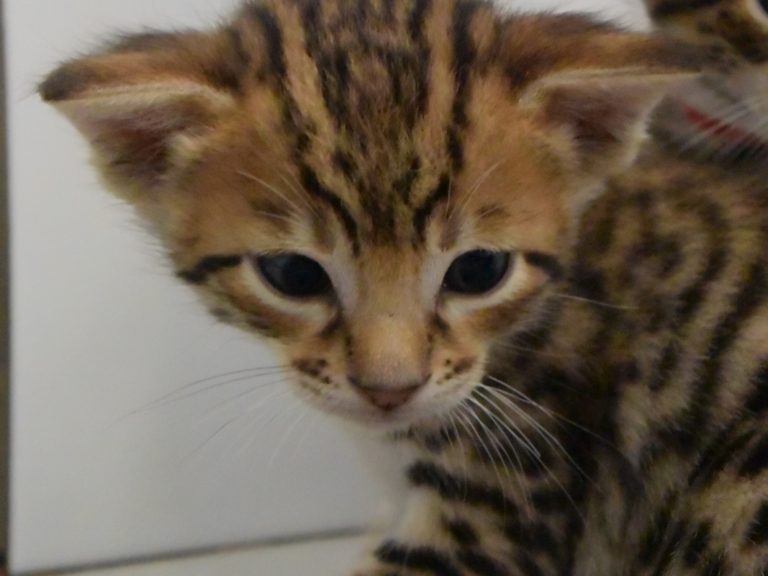 Radparadsha-chatterie-moonwalk