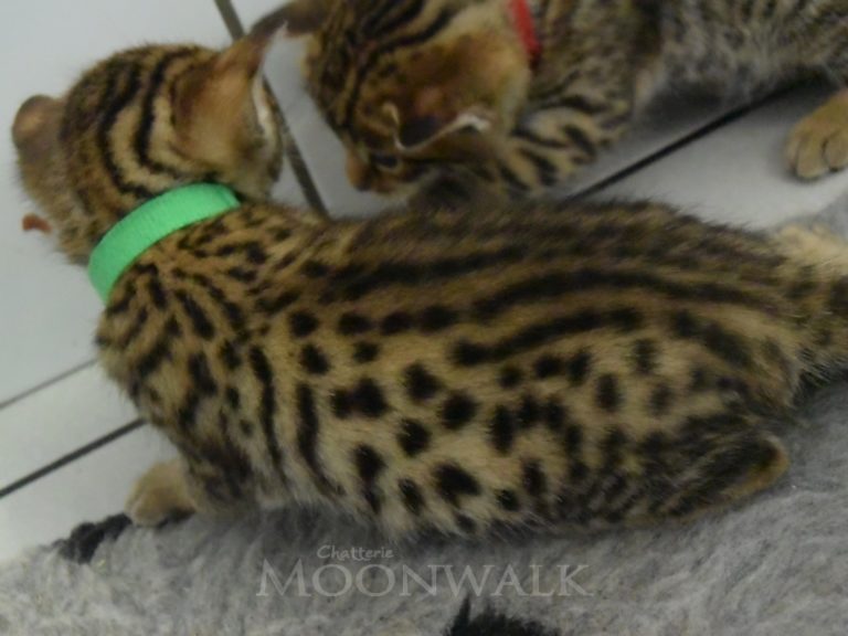 Radparadsha-chatterie-moonwalk