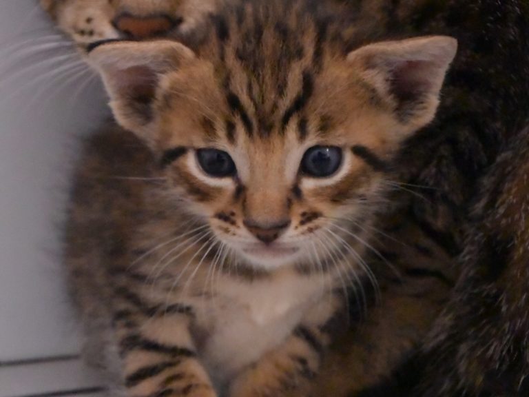 Reine Millenium Sapphire-chatterie-moonwalk