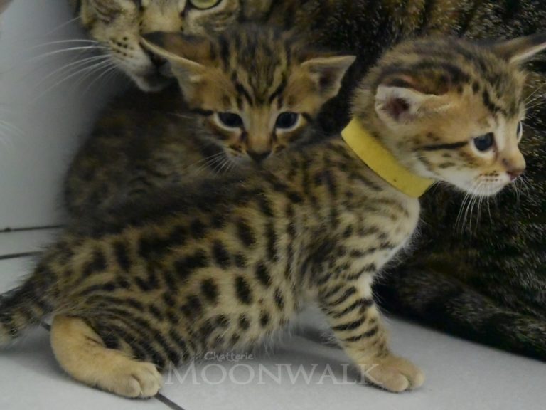 Reine duchesse de cambridge-chatterie-moonwalk