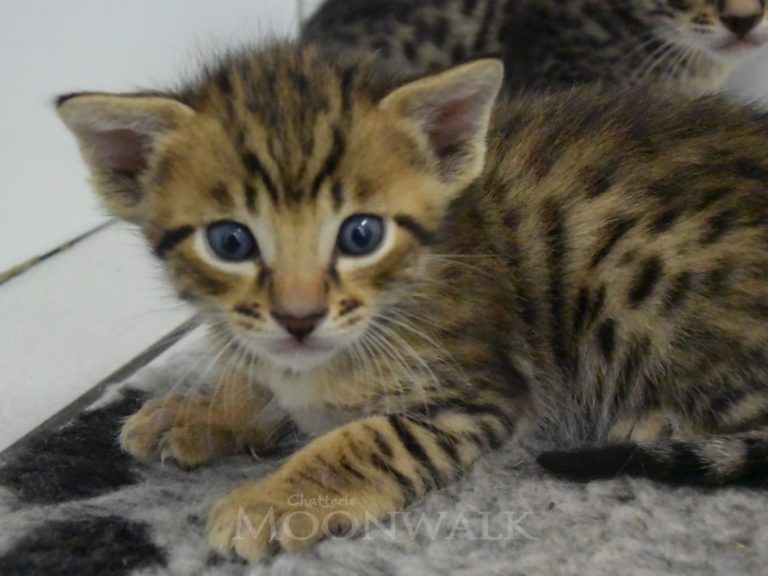 Rubis diamant-chatterie-moonwalk