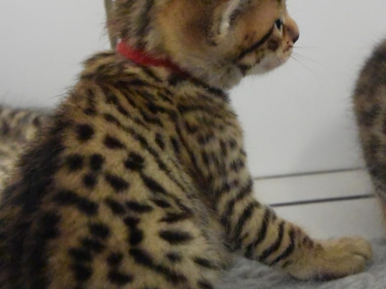 Rubis Rouge chatterie-moonwalk