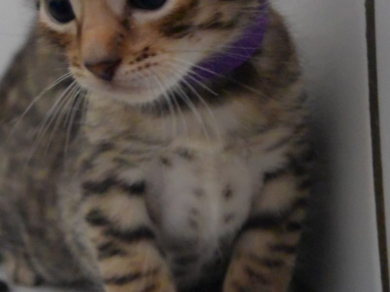 Roi the midnight blue-chatterie-moonwalk