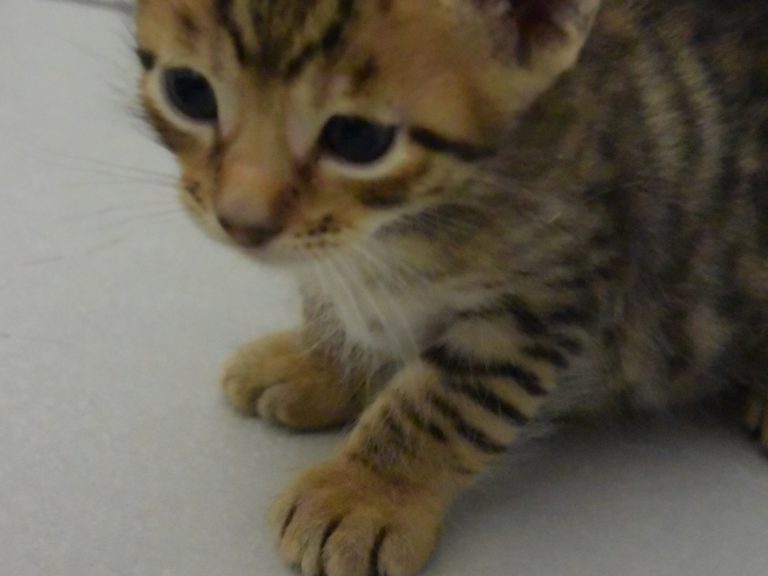 Roi the midnight blue-chatterie-moonwalk