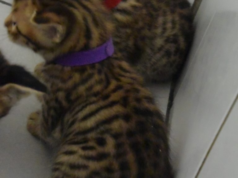 Roi the midnight blue-chatterie-moonwalk