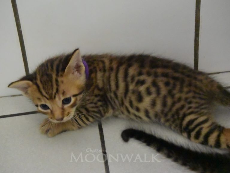 Roi the midnight blue-chatterie-moonwalk