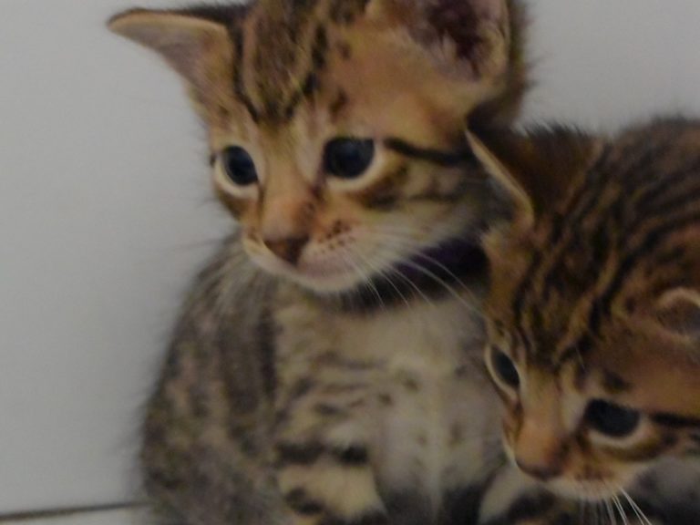 Roi the midnight blue-chatterie-moonwalk