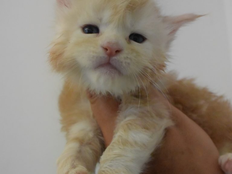 Raoul-chatterie-moonwalk