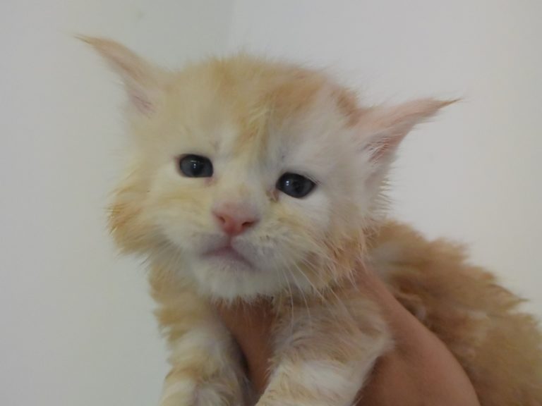 Raoul-chatterie-moonwalk