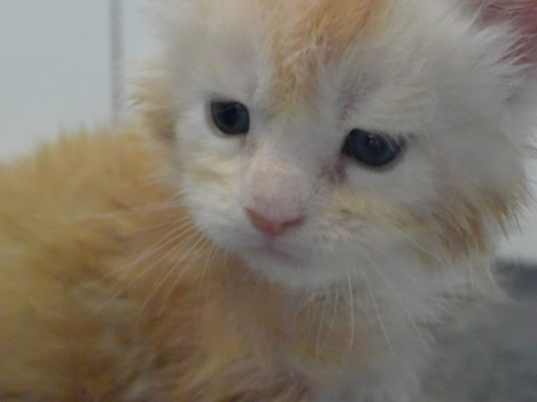 Russian Twist-chatterie-moonwalk