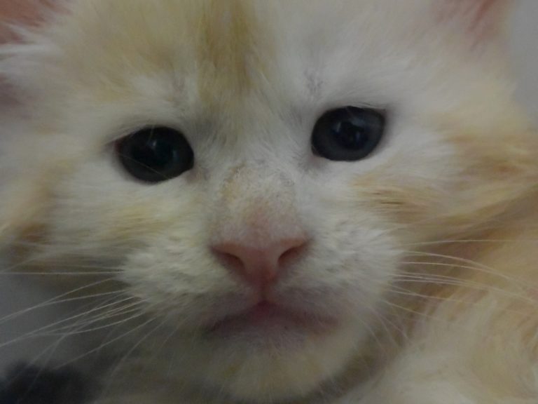 Raoul-chatterie-moonwalk