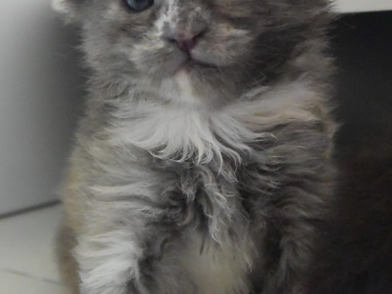 Rice Krispies-chatterie-moonwalk